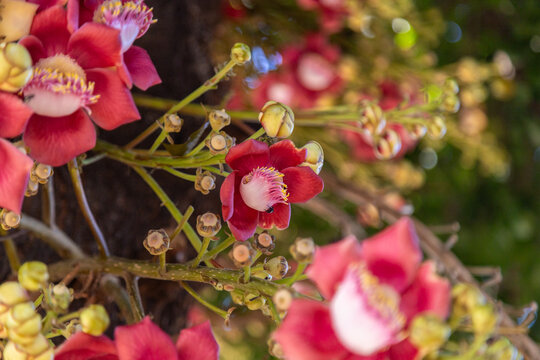 Alguns galhos de Abric&oacute; de Macaco carregados de flores. Couroupita guianensis.