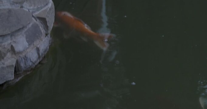 colorful Japanese carp swim in a pond