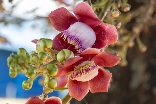 Close up em flores de Abric&oacute; de Macaco. Couroupita guianensis