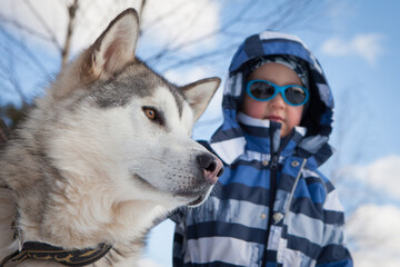 Close-up of a Siberian husky with a child in the snowy outdoors © Viacheslav Zhukov