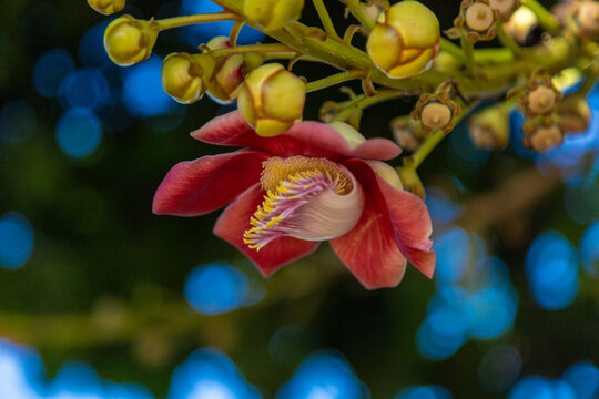 Close up em flores de Abric&oacute; de Macaco. Couroupita guianensis