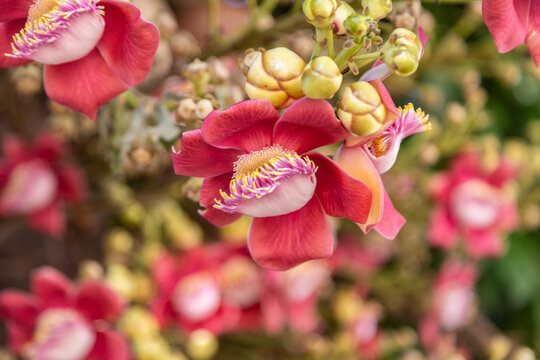 Close up em flores de Abric&oacute; de Macaco. Couroupita guianensis