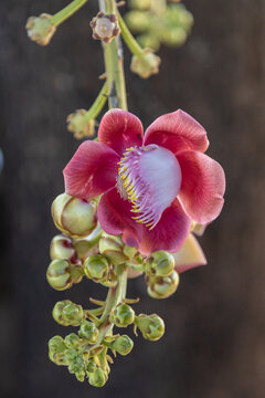 Close up em uma flor no tronco da &aacute;rvore conhecida como "Abric&oacute; de Macaco". Nome cient&iacute;fico - Couroupita guianensis.