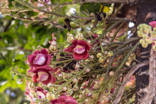 Muitos galhos com flores no tronco da &aacute;rvore conhecida como "Abric&oacute; de Macaco". Nome cient&iacute;fico - Couroupita guianensis.