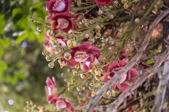 Muitos galhos com flores no tronco da &aacute;rvore conhecida como "Abric&oacute; de Macaco". Nome cient&iacute;fico - Couroupita guianensis.