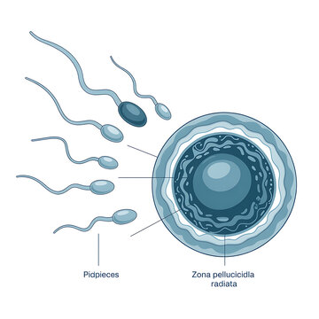 Human fertilization process diagram with sperm cells and egg cell