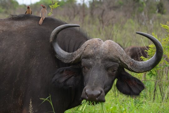 Close-up of a Cape buffalo chewing green grass with red-billed oxpecker birds perched on its back.