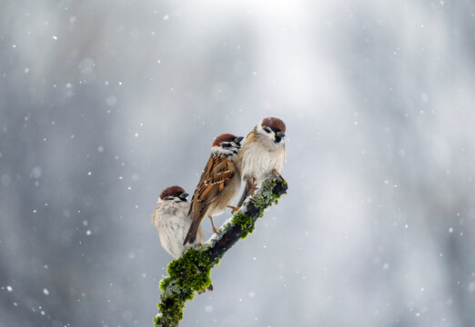 three sparrows sitting on a mossy branch in a winter garden amidst falling snow