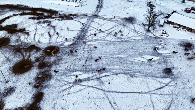 Aerial view of cattle roaming in a snow-covered field with visible tracks and a farm building in the background in Latvia.