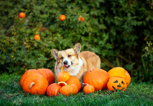 cute Corgi dog sitting among orange pumpkins in a garden during Halloween and taking a bite.
