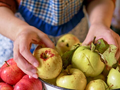 Hands holding freshly harvested bio apples with leaves in a rustic farmhouse kitchen - Woman in a checkered apron holding and sorting imperfect organic apples for autumn baking