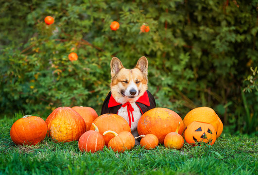 cute Corgi dog sitting among orange pumpkins in a garden during Halloween, wearing a costume cape.
