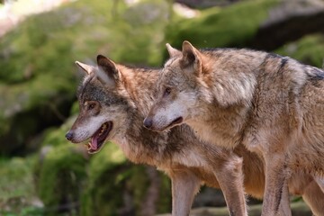 Two grey wolves in the nature habitat. Closeup portrait of two wolves.. Canis lupus.  © Monikasurzin