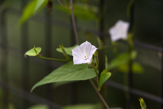 White Morning Glory Flower Close Up with Soft Bokeh Background