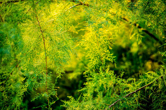 Bright sunlit tamarisk foliage close up