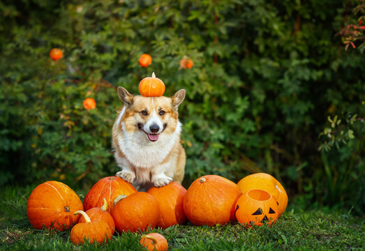 cute Corgi dog sitting among orange pumpkins in the garden during Halloween, with one on its head.