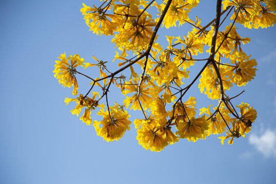Galhos de ipe amarelo carregado de flores com c&eacute;u claro ao fundo.