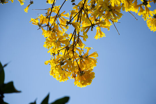 Galhos de ipe amarelo carregado de flores com c&eacute;u claro ao fundo.
