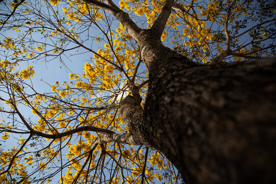Um ipe amarelo fotografado de baixo para cima, com muitos galhos floridos.