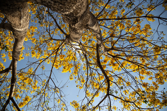 Um ipe amarelo fotografado de baixo para cima, com muitos galhos floridos.