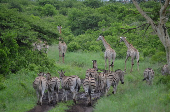 &bull; A herd of zebras and giraffes walking along a muddy track in the green bushveld of Hluhluwe, South Africa.
