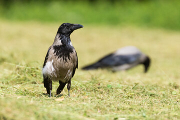 Fototapeta premium Hooded crow (Corvus cornix) in summer