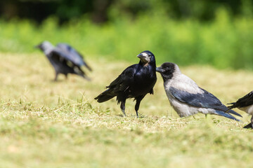 Fototapeta premium Hooded crow (Corvus cornix), Rook (Corvus frugilegus) and western jackdaw (Coloeus monedula)