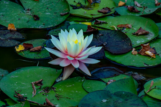 Seerosen Bl&uuml;ten und Bl&auml;tter in einem Teich im Sp&auml;tsommer