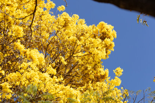 Close up em copo florida de um ip&ecirc; amarelo com c&eacute;u azul ao fundo.