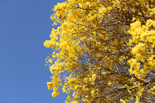 Close up em copo florida de um ip&ecirc; amarelo com c&eacute;u azul ao fundo.