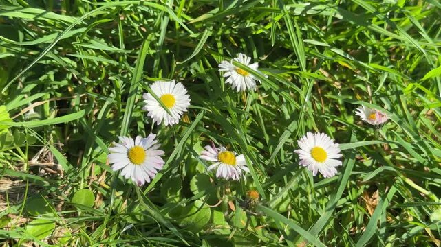 Small daisies blooming in green grass, spring meadow close up