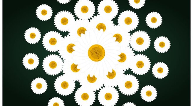 Animated daisy flower pattern background, seamless floral motion spring botanical loop, minimalist white flowers on dark green backdrop