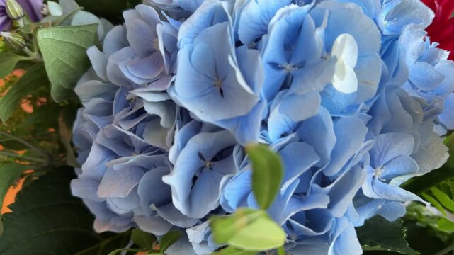 Blue hydrangea flower close up in colorful bouquet