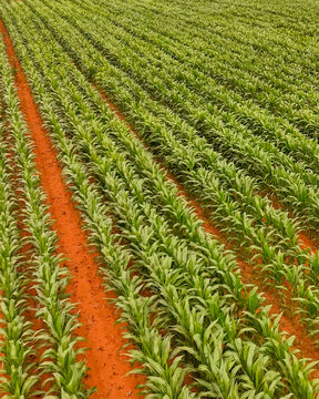 Aerial view of healthy rows of young green corn plants growing in vibrant red agricultural soil in a productive farm field iNtabazwe, Free State, South Africa.
