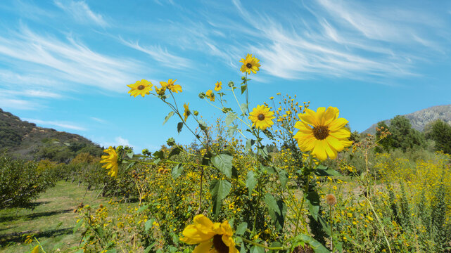 Prairie Sunflowers Blooming Under Blue Sky on Sunny Day