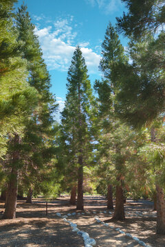 Scenic Hiking Trail Through Pine Forest in Oak Glen California