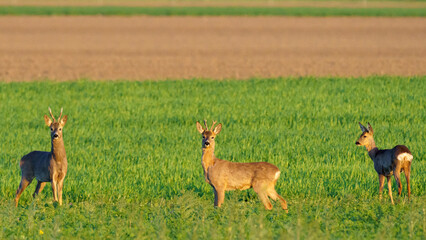 Three of European Roe Deer Standing in Green Field⁠ © Alexander