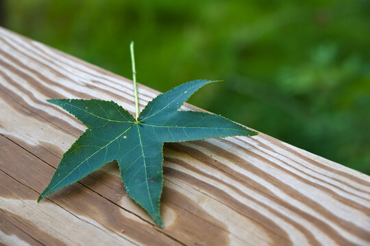 Green Star Sweetgum Leaf Resting on Diagonal Wooden Railing with Copy Space