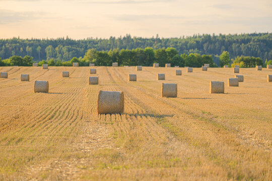 Round hay bales scattered across freshly harvested rural field.