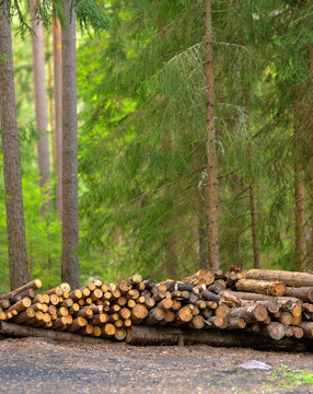 Stacked firewood logs beside quiet Scandinavian forest clearing.