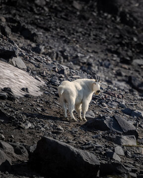 Solitary Mountain Goat on rocky Mt. Rainier