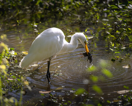 White egret eating