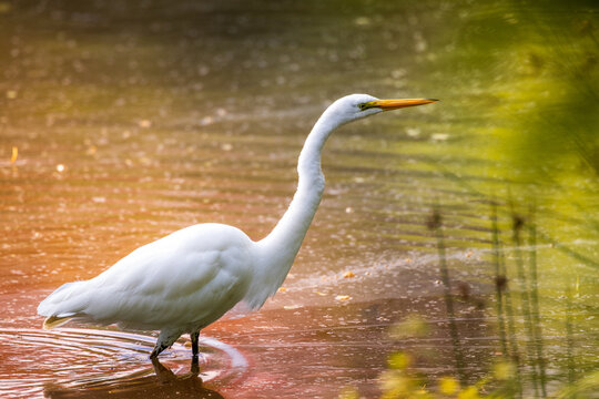 White egret eating