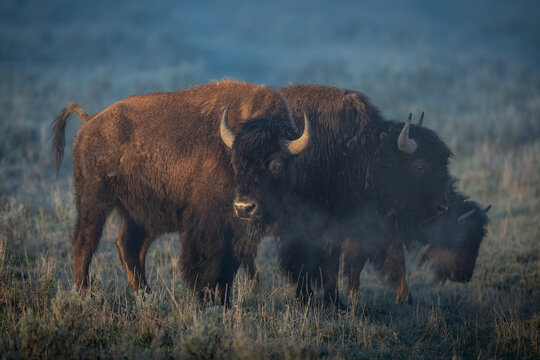 Bison in morning mist with steamy breath