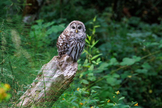 Barred Owl perched and staring 