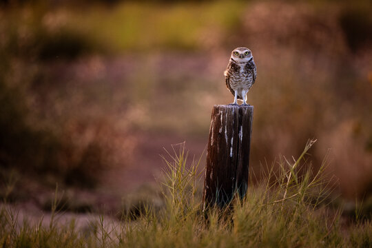 Burrowing owl staring angrily near Salton Sea, CA