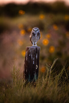 Burrowing owl staring angrily near Salton Sea, CA