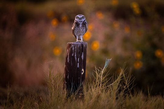 Burrowing owl staring angrily near Salton Sea, CA
