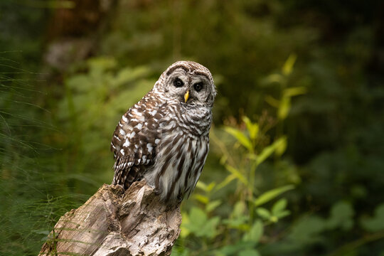 Barred Owl perched and staring 
