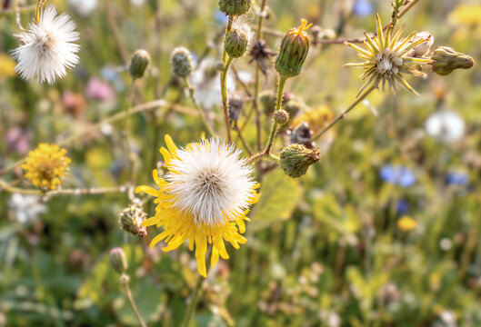Closeup of a milk thistle flower in full bloom in a sunny meadow, nobody